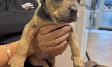 Mixed Breed