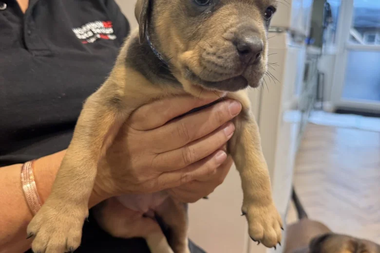 Mixed Breed