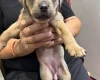 Mixed Breed