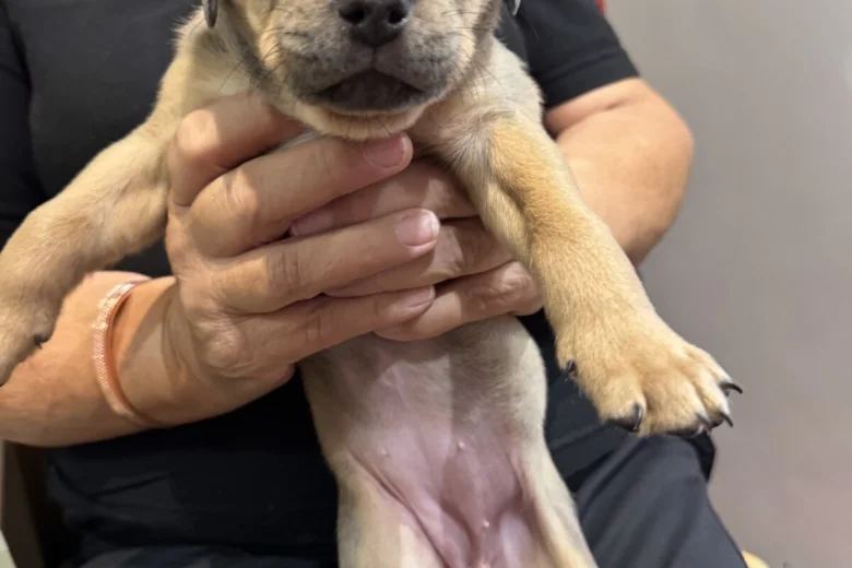 Mixed Breed
