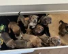 Mixed Breed