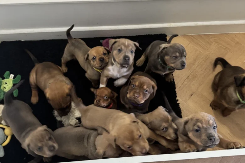 Mixed Breed