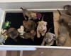 Mixed Breed