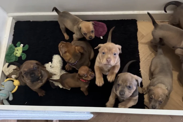 Mixed Breed