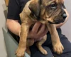 Mixed Breed