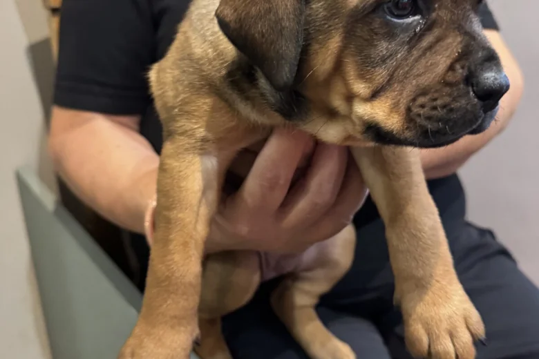 Mixed Breed