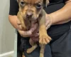 Mixed Breed