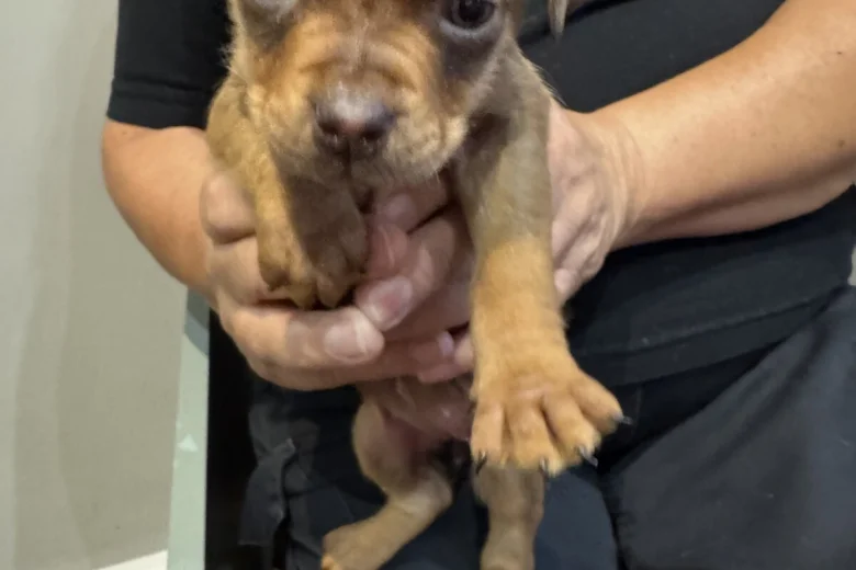 Mixed Breed