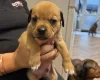 Mixed Breed