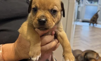 Mixed Breed