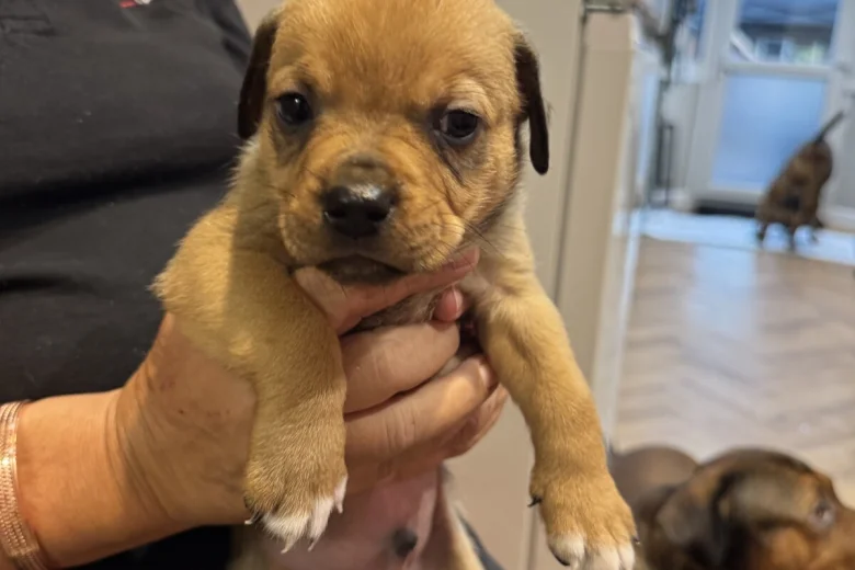 Mixed Breed