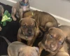 Mixed Breed