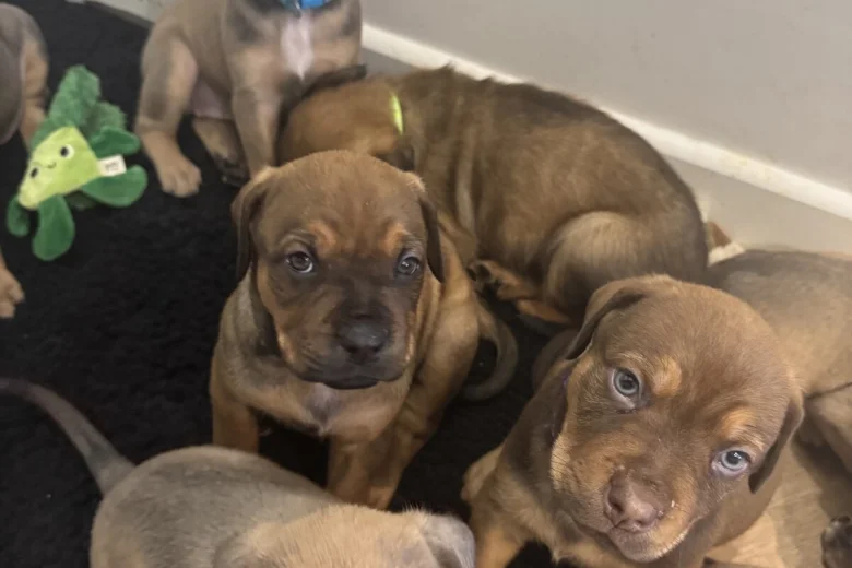Mixed Breed