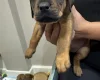 Mixed Breed
