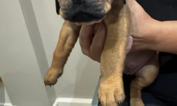 Mixed Breed