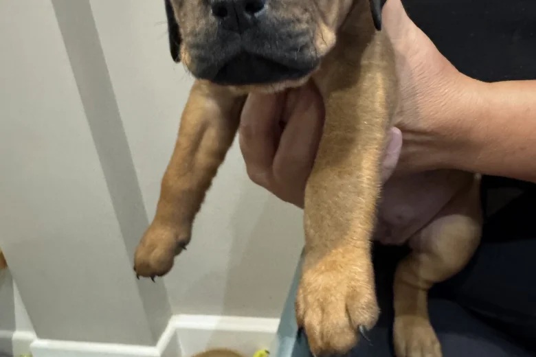 Mixed Breed