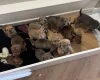 Mixed Breed