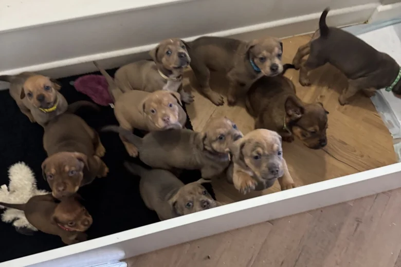 Mixed Breed