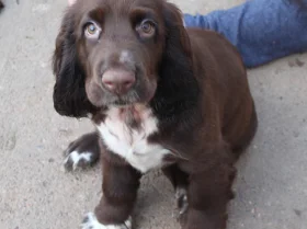 Field Spaniel