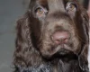Field Spaniel