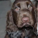 Field Spaniel