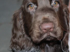 Field Spaniel