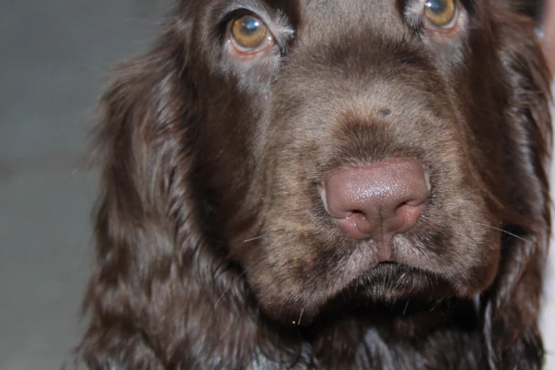 Field Spaniel