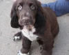 Field Spaniel