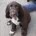 Field Spaniel