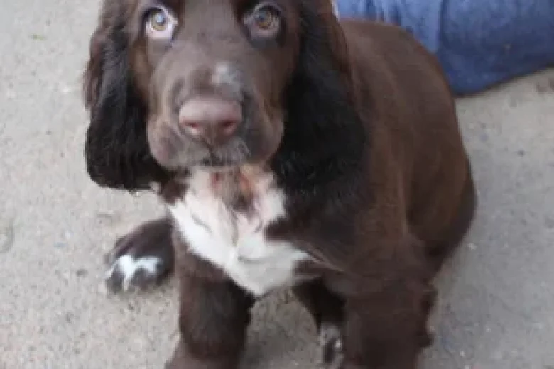 Field Spaniel