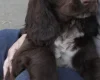 Field Spaniel