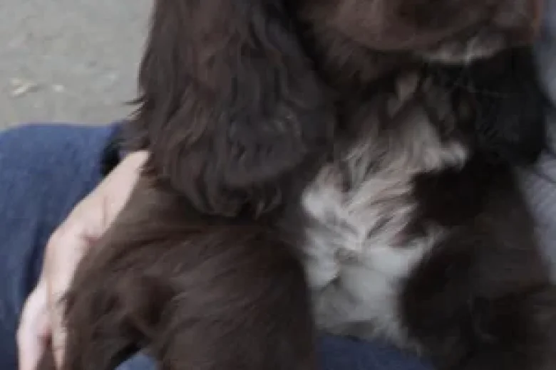 Field Spaniel