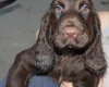 Field Spaniel