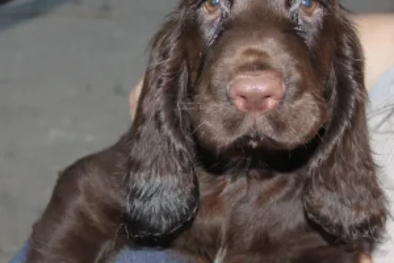 Field Spaniel