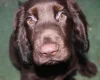 Field Spaniel