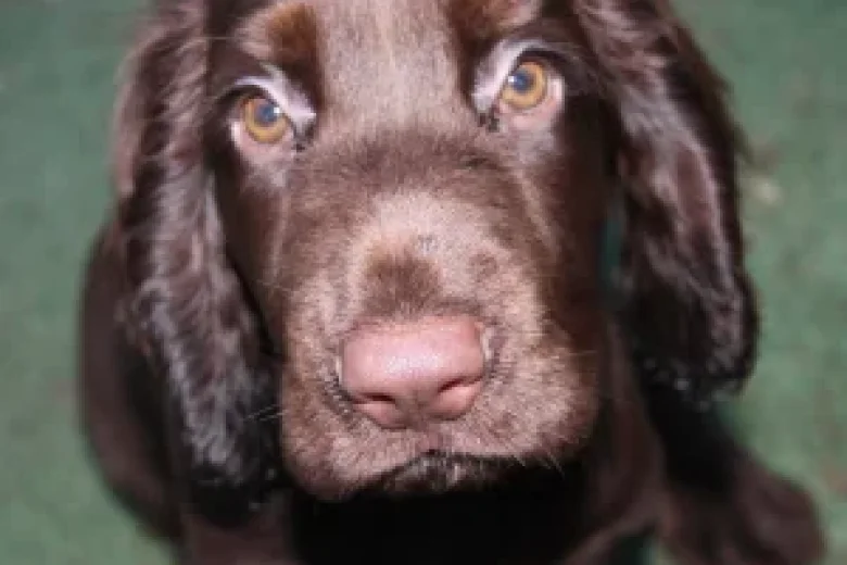 Field Spaniel