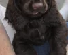 Field Spaniel