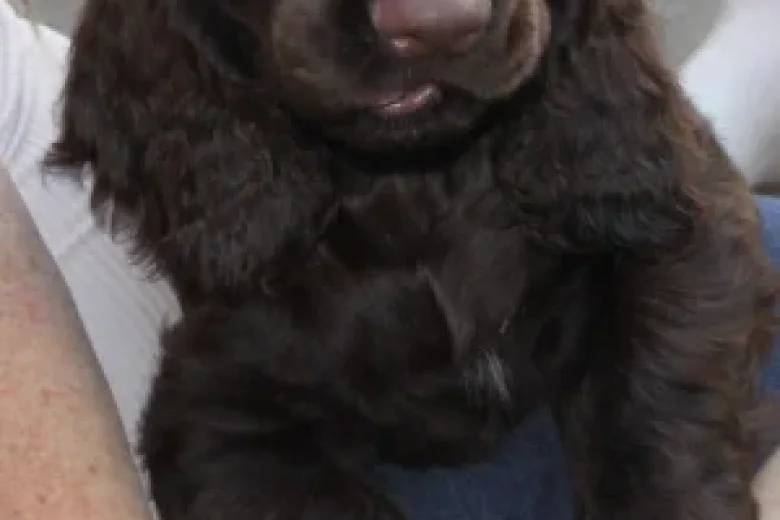 Field Spaniel