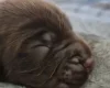 Field Spaniel