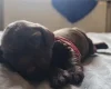 Field Spaniel