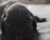 Field Spaniel