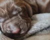 Field Spaniel