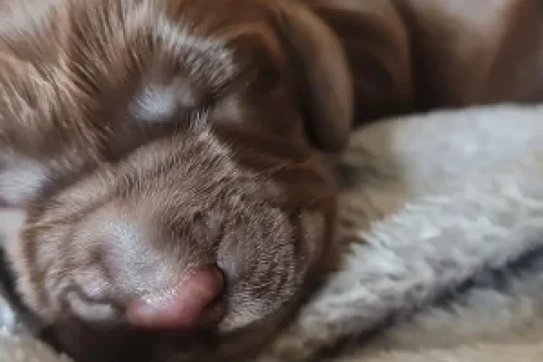 Field Spaniel