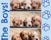 Cockapoo