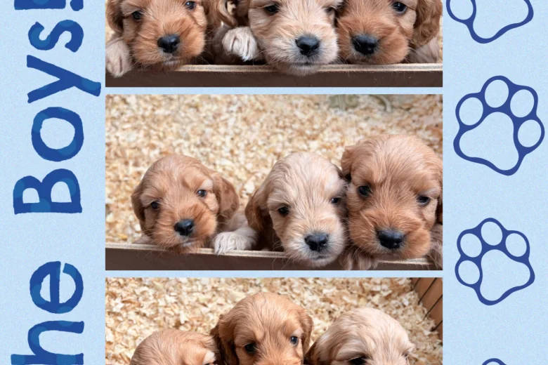 Cockapoo