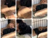 Cockapoo