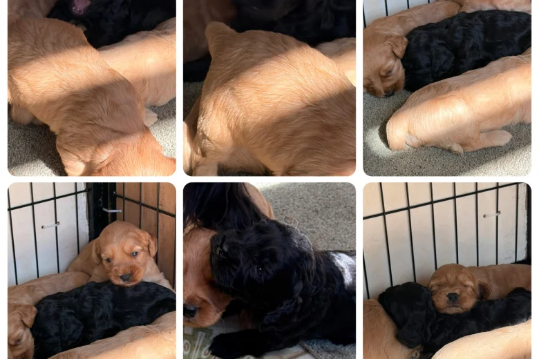 Cockapoo