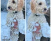 Cockapoo