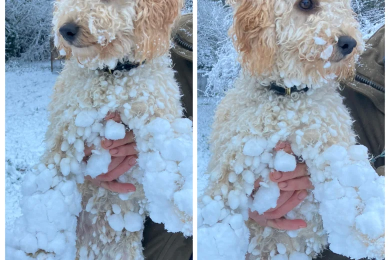 Cockapoo