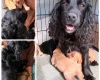 Cockapoo